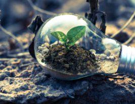 Investing in Green Technology: a Success Story