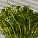 Life Cycle - Fresh Pea Sprouts Photo