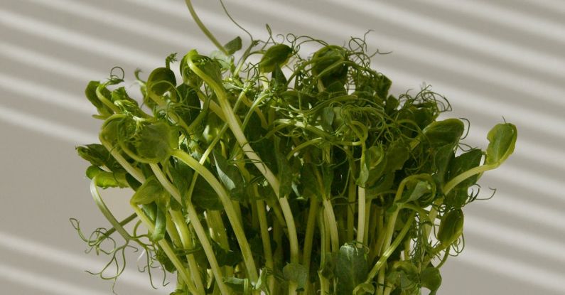 Life Cycle - Fresh Pea Sprouts Photo