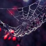 Liquidity Trap - Spider Web on Trunk