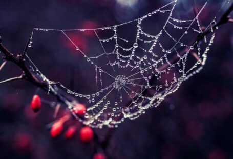 Liquidity Trap - Spider Web on Trunk